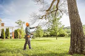 How Our Tree Care Process Works  in  La Luz, NM