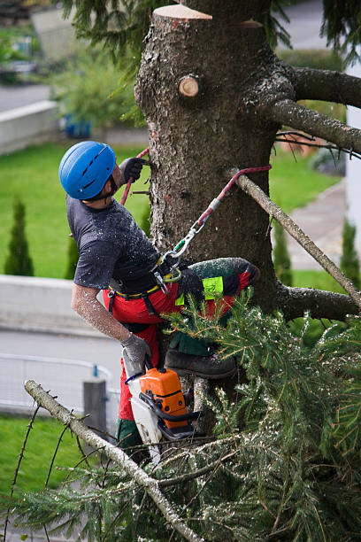 Best Tree Trimming and Pruning  in La Luz, NM